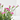 CLAVEL PINK KISSES