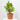 CALAMONDINO