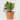KUMQUAT MACETA 2.5 LITROS Maceta 2.5L