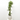 DRACENA HAWAIIAN