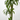 DRACENA HAWAIIAN