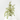 FICUS DANIELLE TWILIGHT MACETA 3L