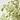 FICUS DANIELLE TWILIGHT MACETA 3L