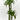 DRACENA DORADO Maceta 10 litros