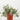 CONVOLVULUS MACETA 20CM Diámetro 20 cm