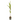 PALMERA COCOTERA MACETA 19CM