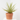 PALMERA YUCCA YEWELL Maceta 5 Litros