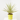 PALMERA YUCCA YEWELL Maceta 5 Litros