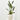 STRELITZIA REGINAE