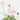 COSMOS MACETA 13CM