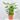 ARALIA MACETA 3L