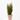 CHAMAECYPARIS MACETA 13CM