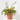 HYPERICUM 5L Diámetro 20 cm
