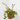 HYPERICUM 5L Diámetro 20 cm