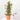 HARDENBERGIA Diámetro 14 cm