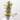 HARDENBERGIA Diámetro 14 cm
