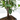 BONSÁI 5 AÑOS FICUS RETUSA