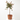 CALLISTEMON COPA