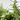 MIX CHEF JARDINERA 40CM
