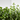 MIX MENTAS JARDINERA 40CM
