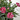 CLAVEL TARRINA 20CM