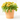 GAILLARDIA MACETA 2L