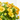 GAILLARDIA MACETA 2L