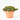 SEDUM EXTRA MACETA 13CM M-13