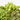 SEDUM EXTRA MACETA 13CM M-13