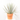 YUCCA ROSTRATA MACETA 10L