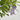 DURANTA MACETA 15CM