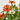 ZINNIA Maceta 13cm