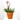 ANIGOZANTHUS HIBRIDO 3L