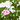 ROSAL DAVID AUSTIN 6 LITROS