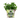 HIERBABUENA PARA MOJITO