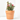 ROSAL ZEPETI MACETA 3L