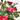 ROSAL ZEPETI MACETA 3L