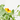 THUNBERGIA MACETA 17CM ARBUSTIVA