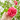 ROSAL DAVID AUSTIN TREPADOR ESPALDERA 90CM