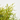 CHAMAECYPARIS PISIFERA SUNGOLD MACETA 20CM