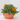 GAZANIA TARRINA 25CM Tarrina 25cm