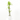 DRACENA LEMON LIME MACETA 5 LITROS Maceta 20cm
