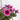 PETUNIA SWEETUNIA MACETA TARRINA 22CM COLGANTE