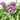 VERBENA T19 COLG