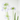 AGAPANTHUS 10L