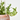 SENECIO JACOBENSIS COLGANTE