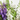 ANGELONIA TRICOLOR TARRINA 25CM