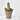 CACTUS COLUMNAR MACETA 20CM