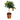 CALAMONDINO COPA