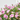 CLAVEL PINK KISSES JARDINERA 30CM